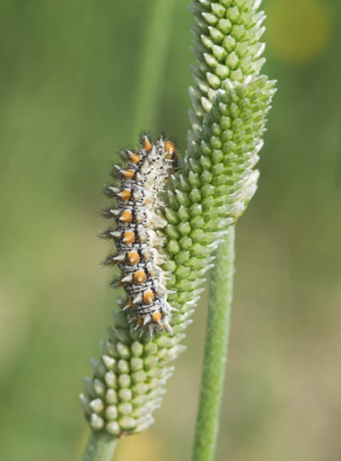 Melitaea didyma